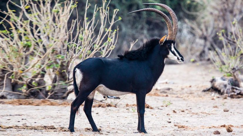 Sable Antelope