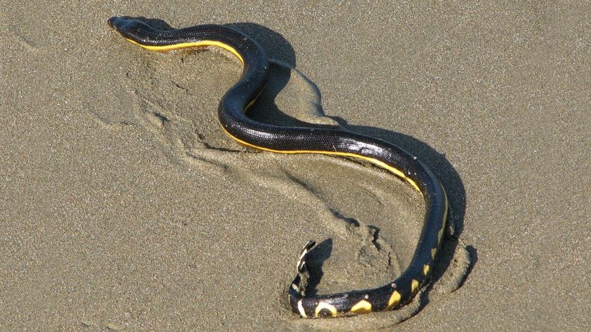 Yellow-bellied sea snake