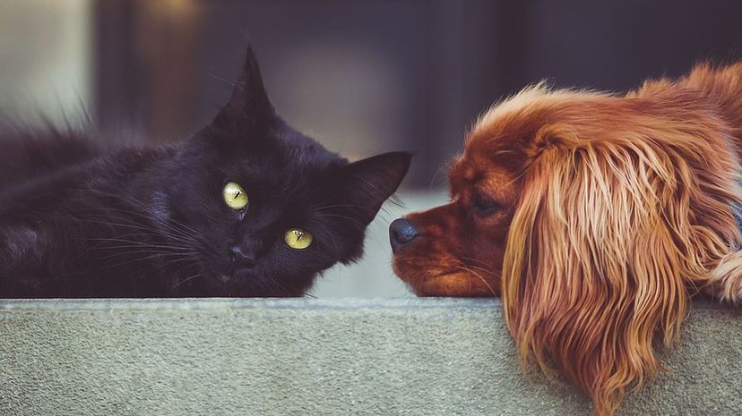 Cat &amp; Dog