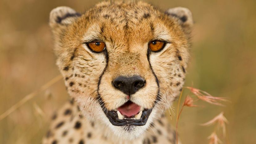 A cheetah