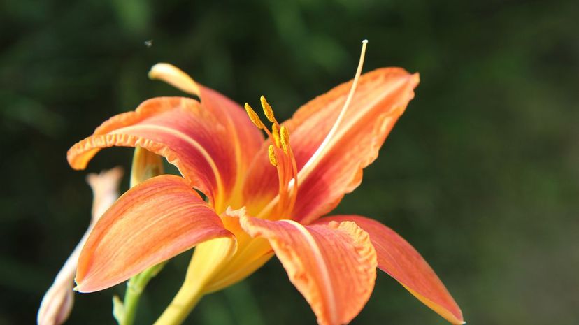 Q 14 Latest blooming lily