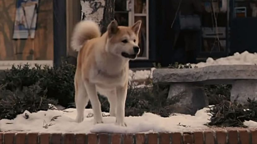 Hachi: A Dog's Tale 2009