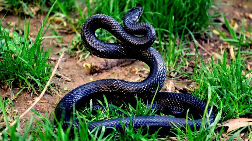 23 Black Rat Snake