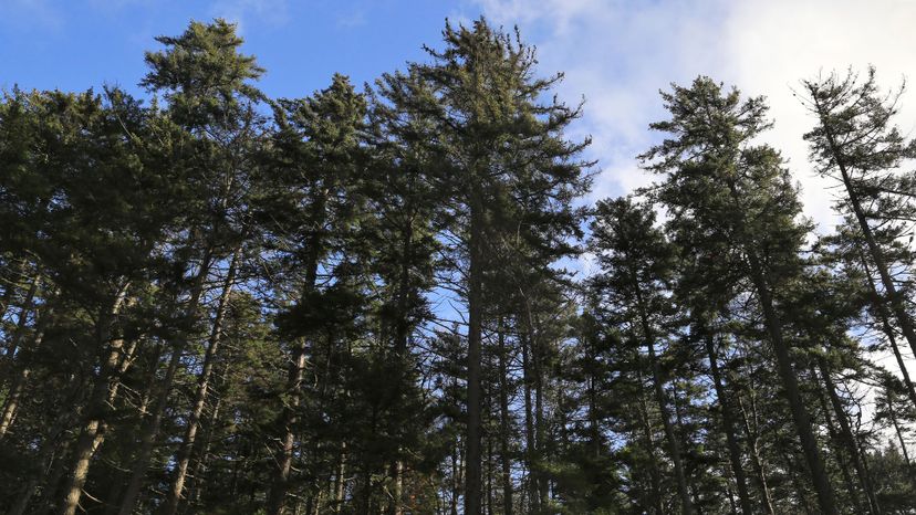 39 eastern hemlock GettyImages-923459748