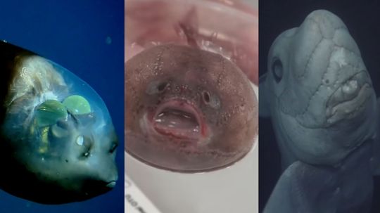 94% of People Can't Name All of These Animals That Live on the Ocean Floor. Can You?