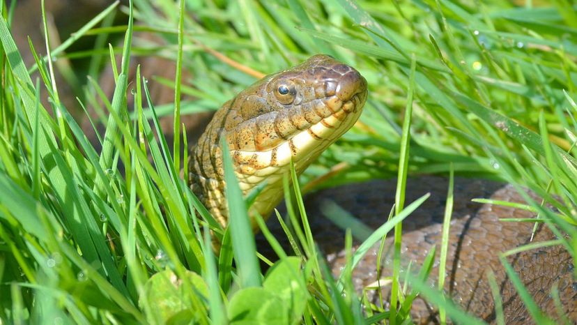 Northern water snake