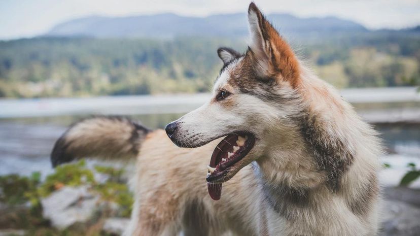 Dog on hike