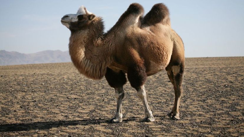 Bactrian camel