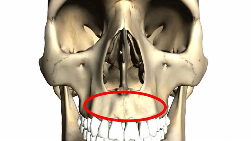 maxilla