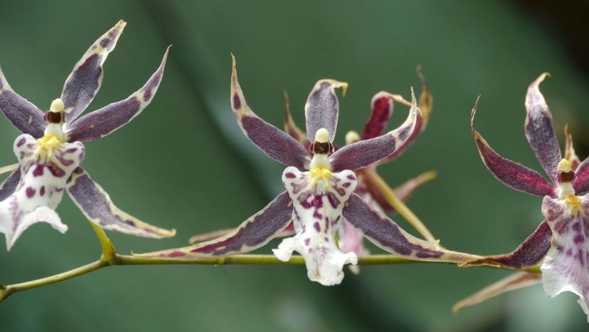 Fairy Spider Orchid