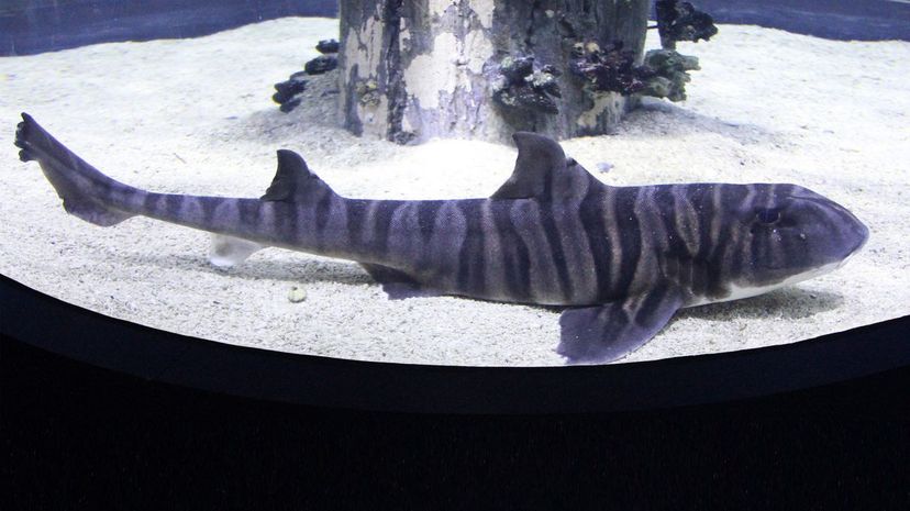 Zebra shark