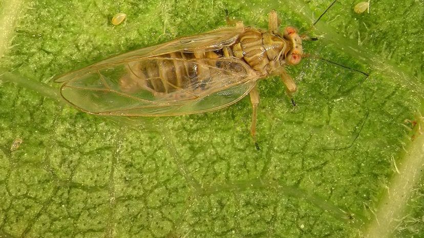 psyllid