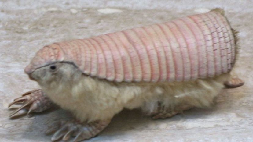 Pink_Fairy_Armadillo