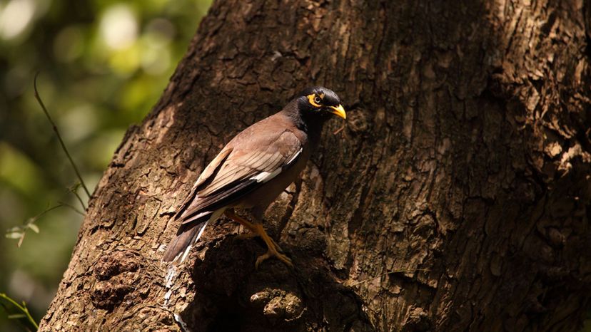 Myna Bird