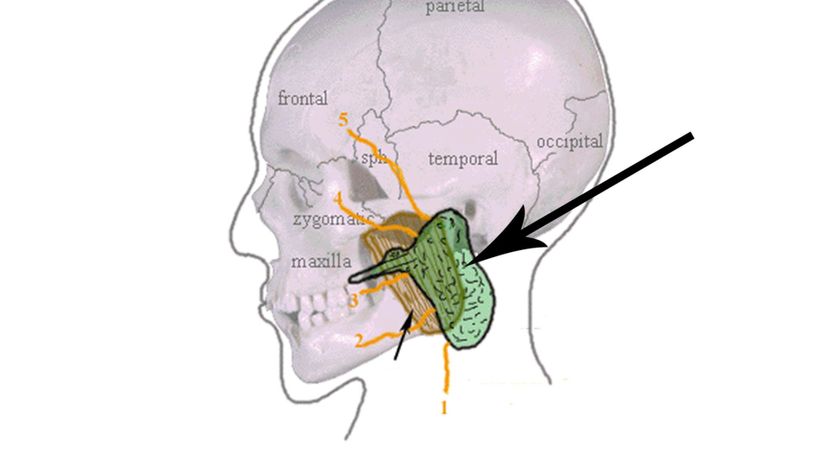 Partoid Glands