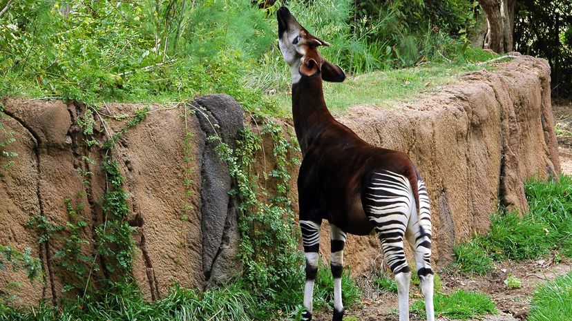 Okapi