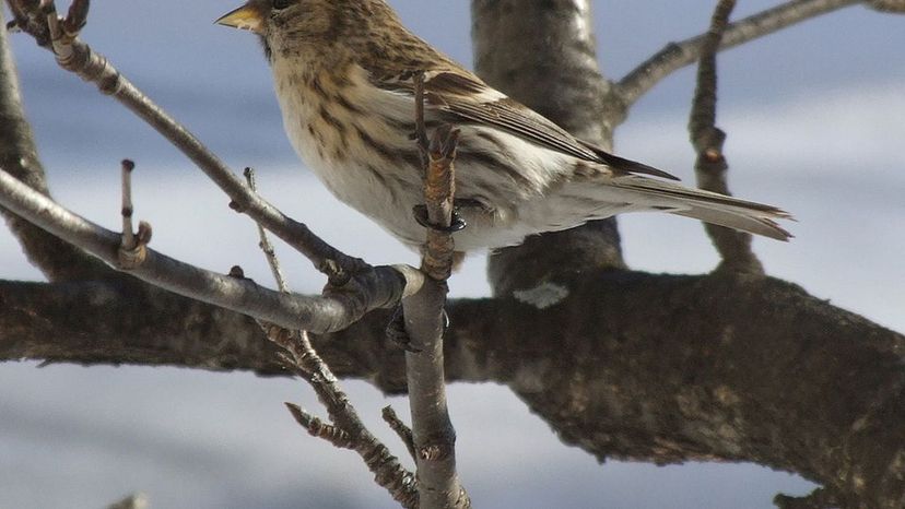 redpoll