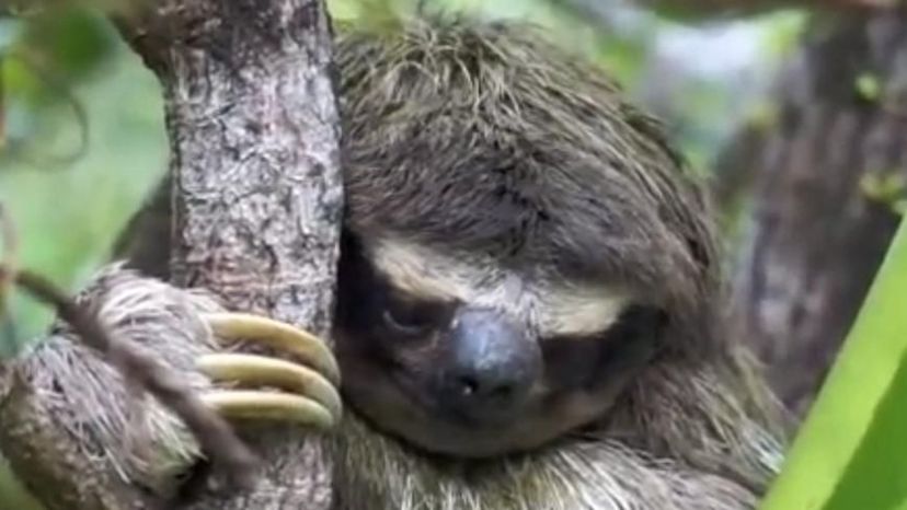 Pygmy Three toed sloth (Panama)