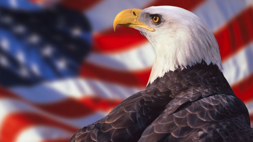Can You Pass This American General Knowledge Quiz?