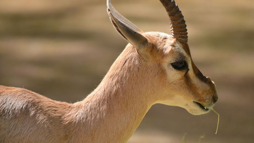 Speke's Gazelle