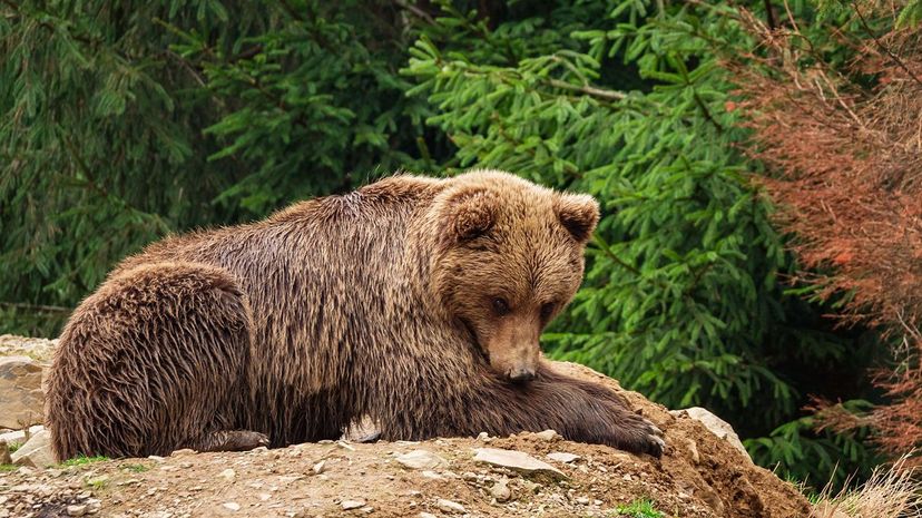 Brown bear