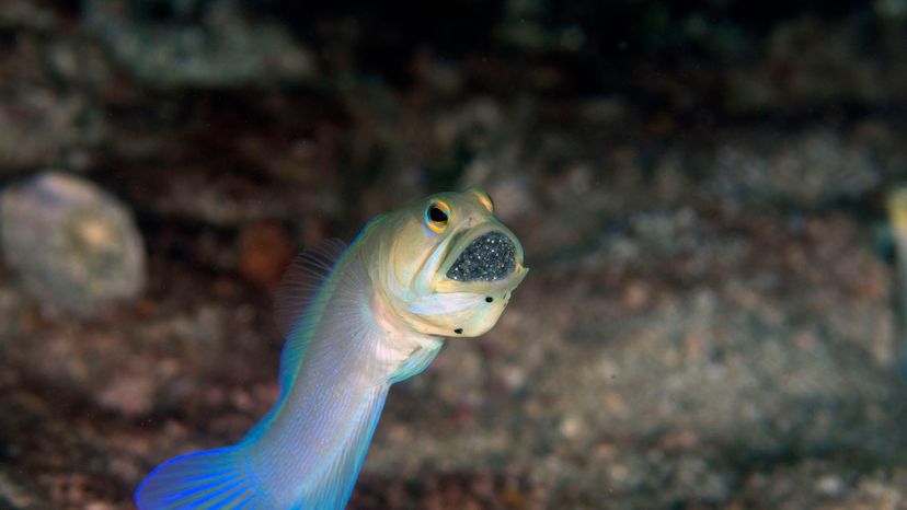 JAWFISH