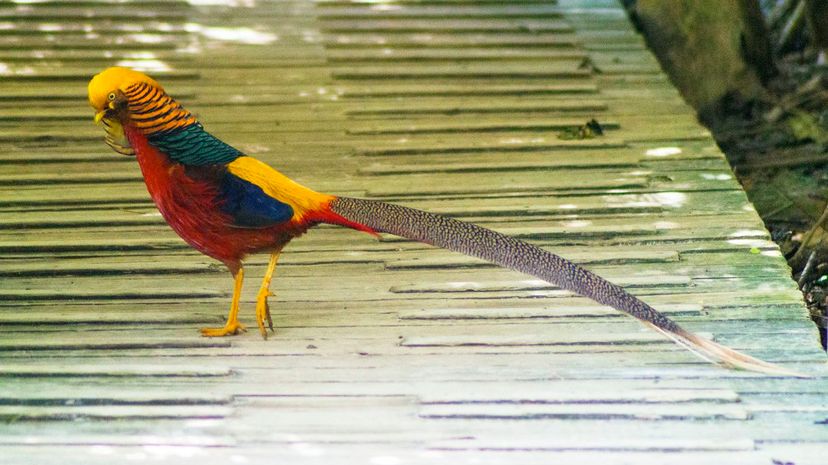 Golden pheasant