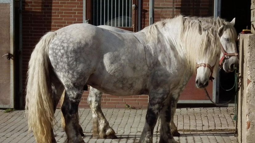 Percheron