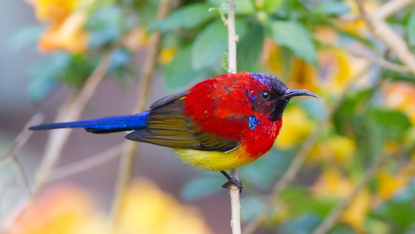 Mrs. Gould's sunbird