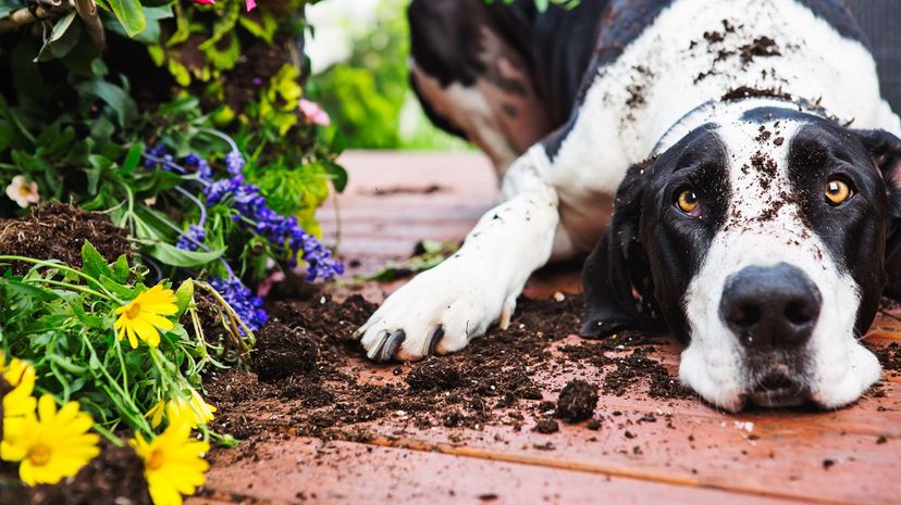 Dog digging up garden