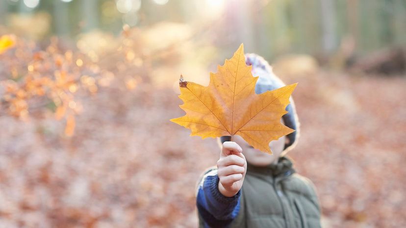 Autumn Leaf