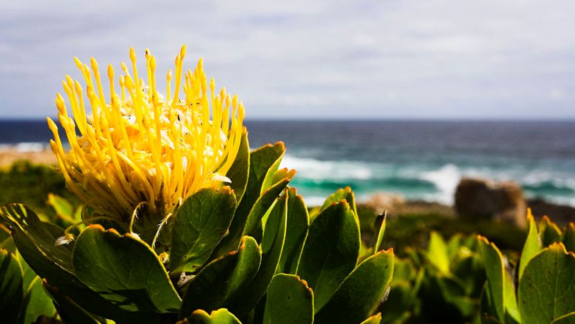 protea