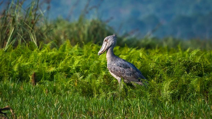 Shoebill stork