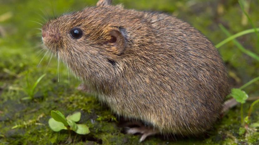 Field vole