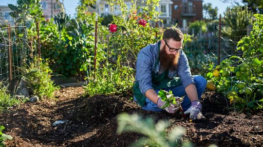 National Garden Week: Which plant should you add to your garden?