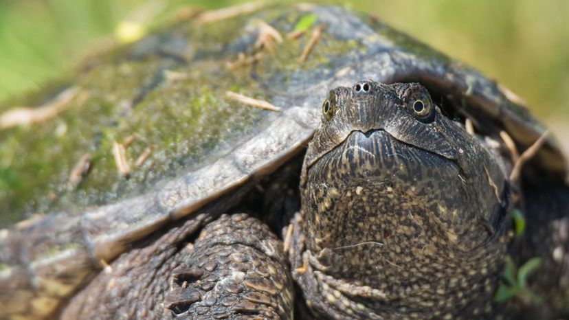 Australian Snapping Turtle