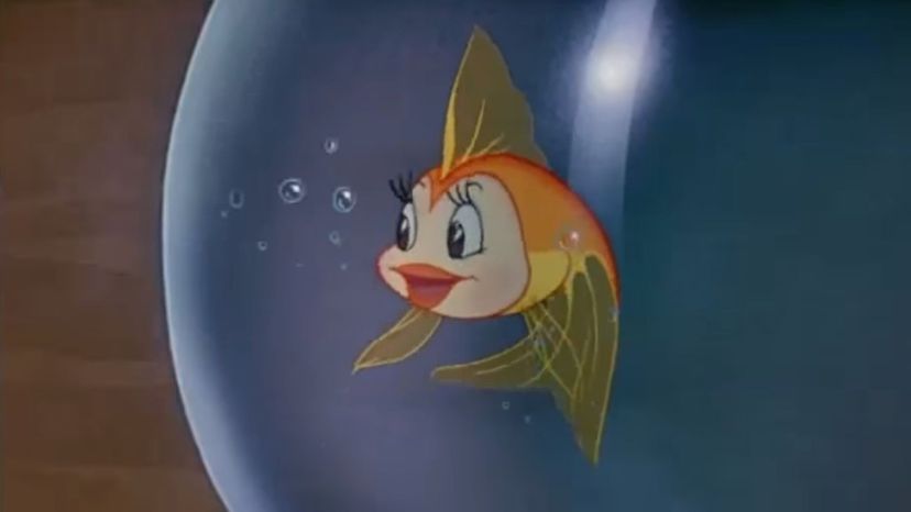 Cleo the fish - Pinocchio