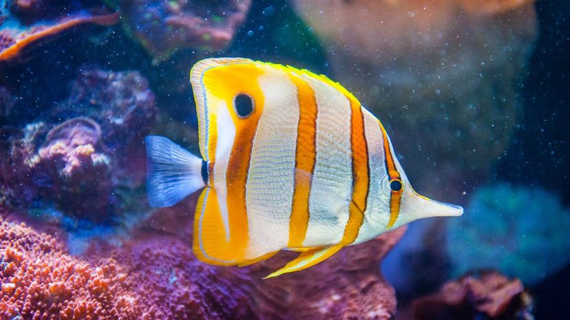 Copperband Butterflyfish