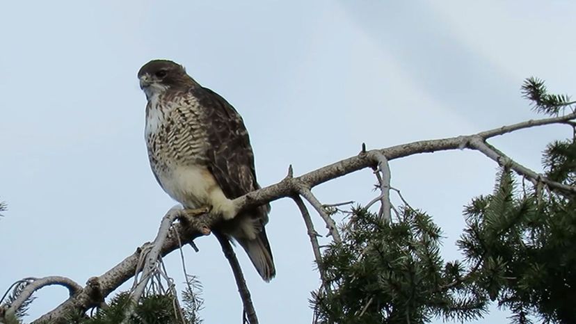 Red-Tailed Hawk