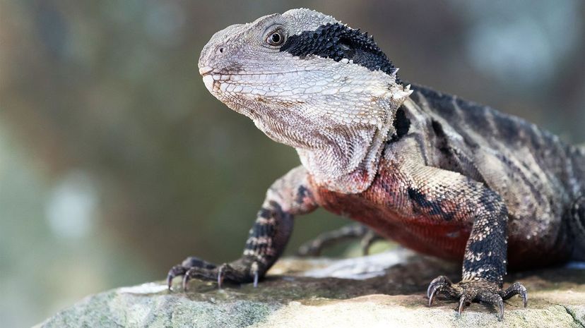 Australian Water Dragon