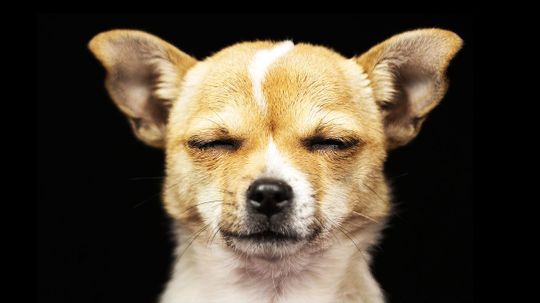 How Smart Is Your Dog?