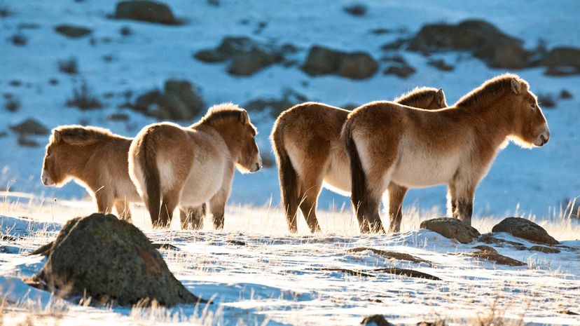 Przewalski's Horse