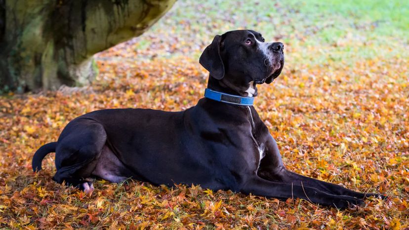 Can you guess Canberra's most popular dog breed? The answer might surprise  you