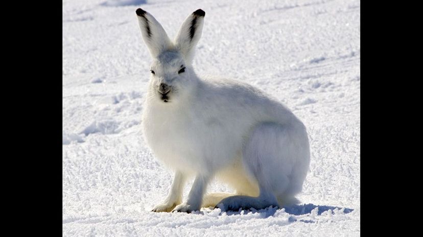 #29 Arctic Hare