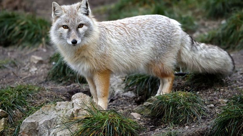 Corsac Fox