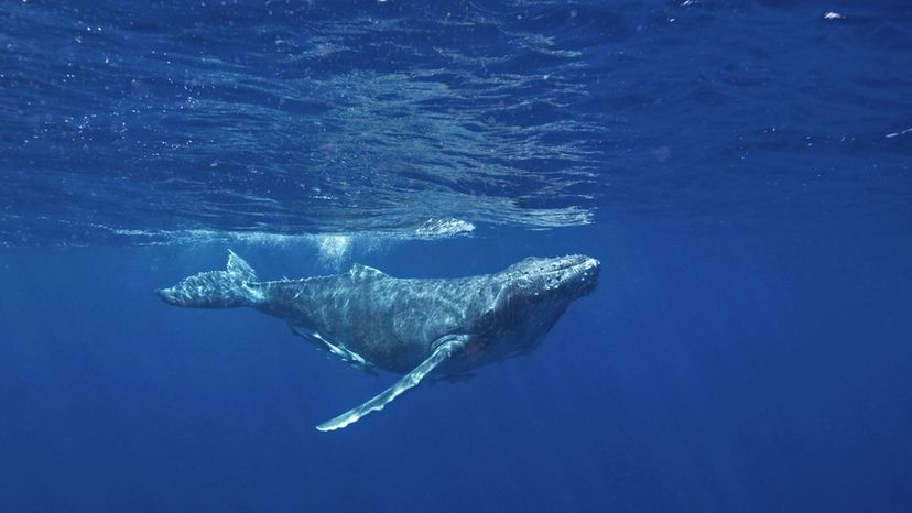 Blue Whale