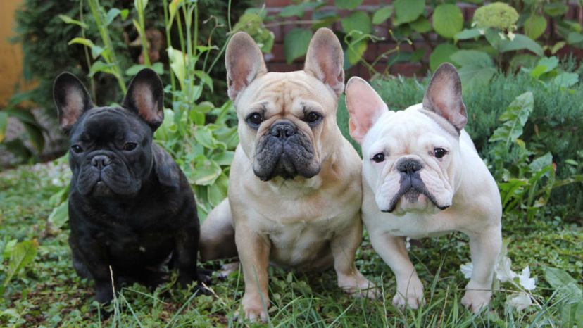 French bulldog