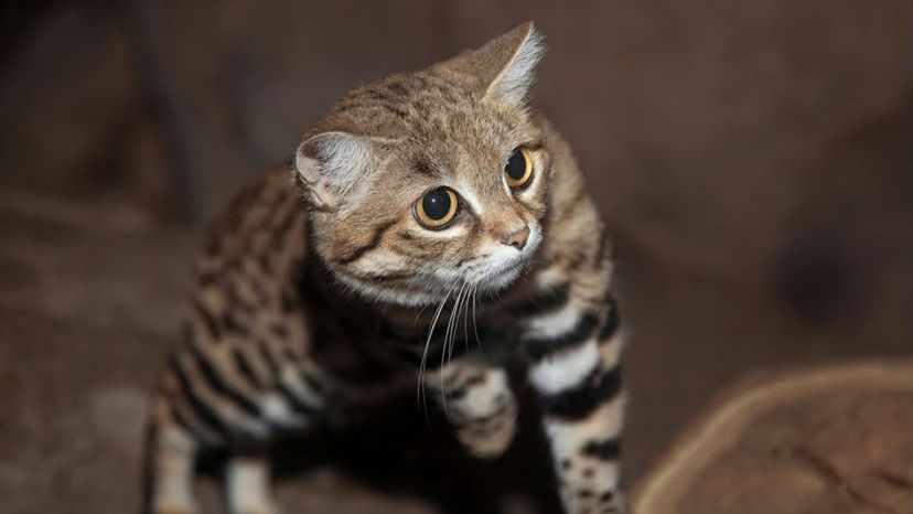 Black-Footed Cat