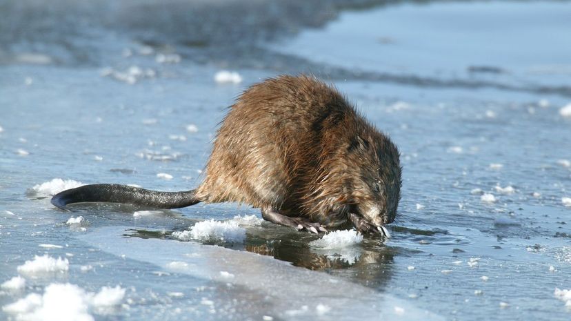 33 muskrat