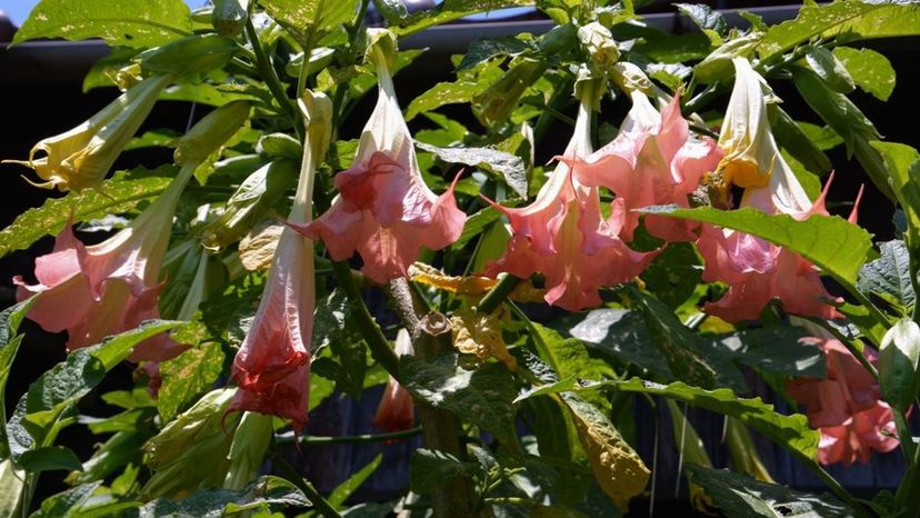 Angel's Trumpets